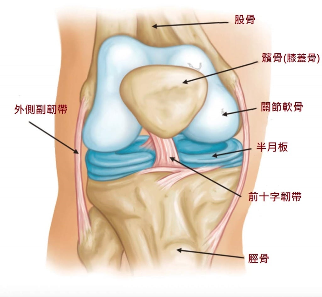 膝蓋痛-骨刺-膝關節炎-人工膝關節置換手術推薦-正常膝關節構造圖